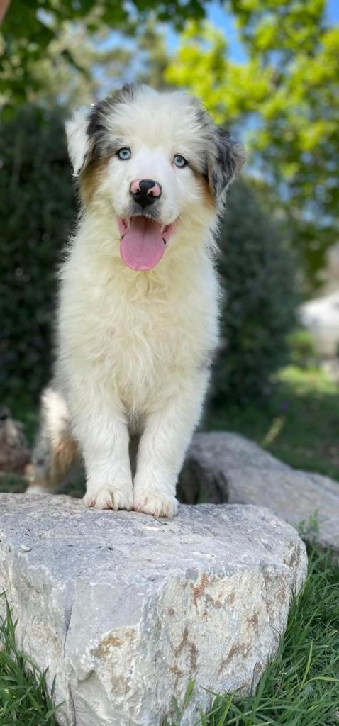 du clos de reverie - Chiots disponibles - Berger Australien