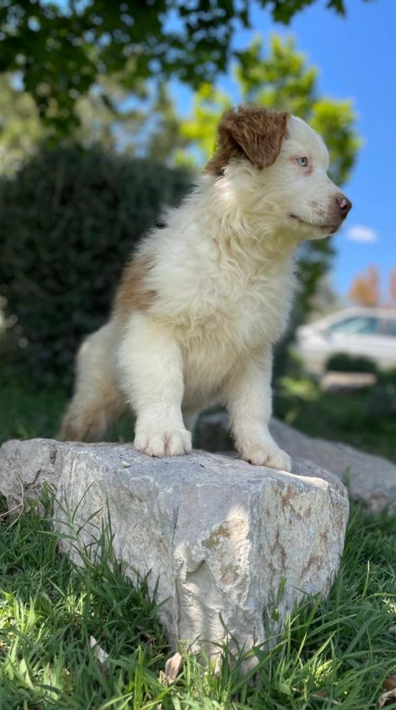 du clos de reverie - Chiots disponibles - Berger Australien