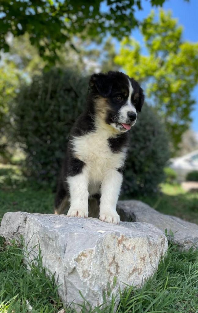 du clos de reverie - Chiots disponibles - Berger Australien