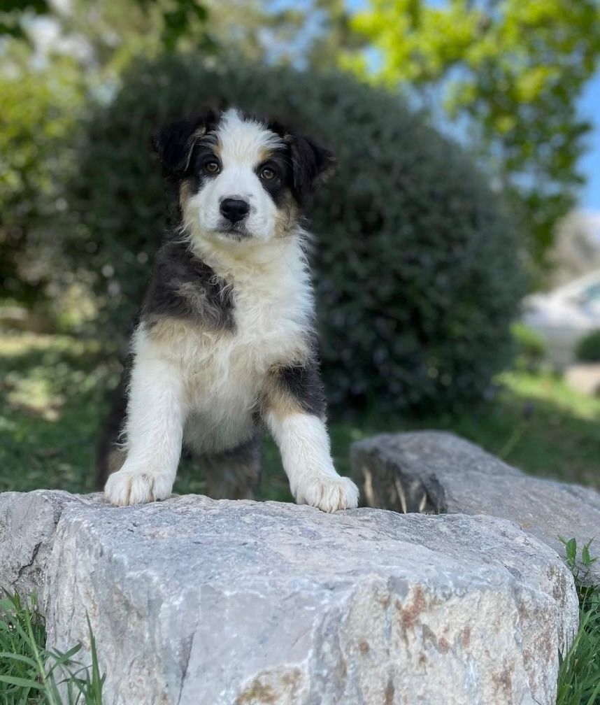 du clos de reverie - Chiots disponibles - Berger Australien