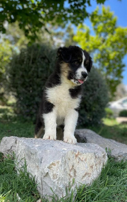 Alfie