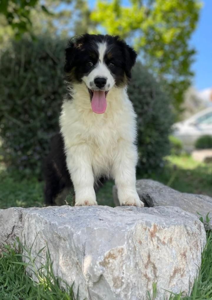 du clos de reverie - Chiots disponibles - Berger Australien