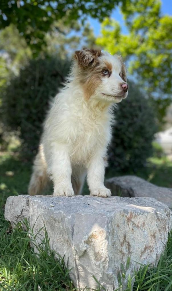 du clos de reverie - Chiots disponibles - Berger Australien